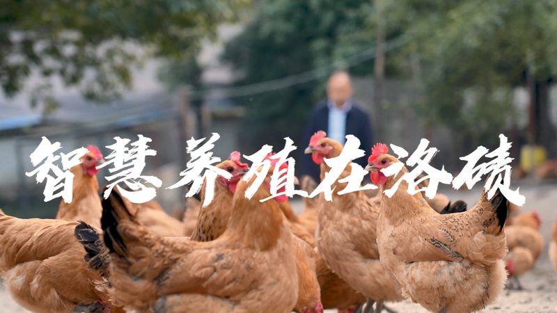 宠物PCR检测：揭秘价格背后的考量因素