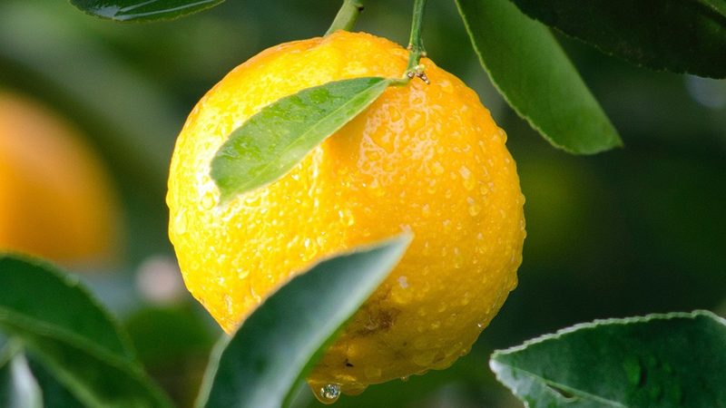 生物科技肥料主要包括以下几种类型：